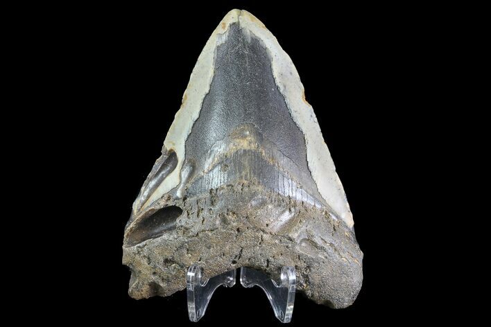 Bargain, Megalodon Tooth - North Carolina #83936